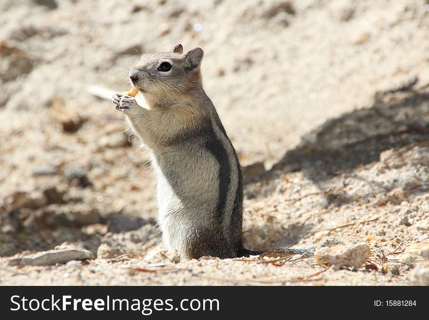 This ground squirrel watches me from a comfortable distance in Montana. This ground squirrel watches me from a comfortable distance in Montana.