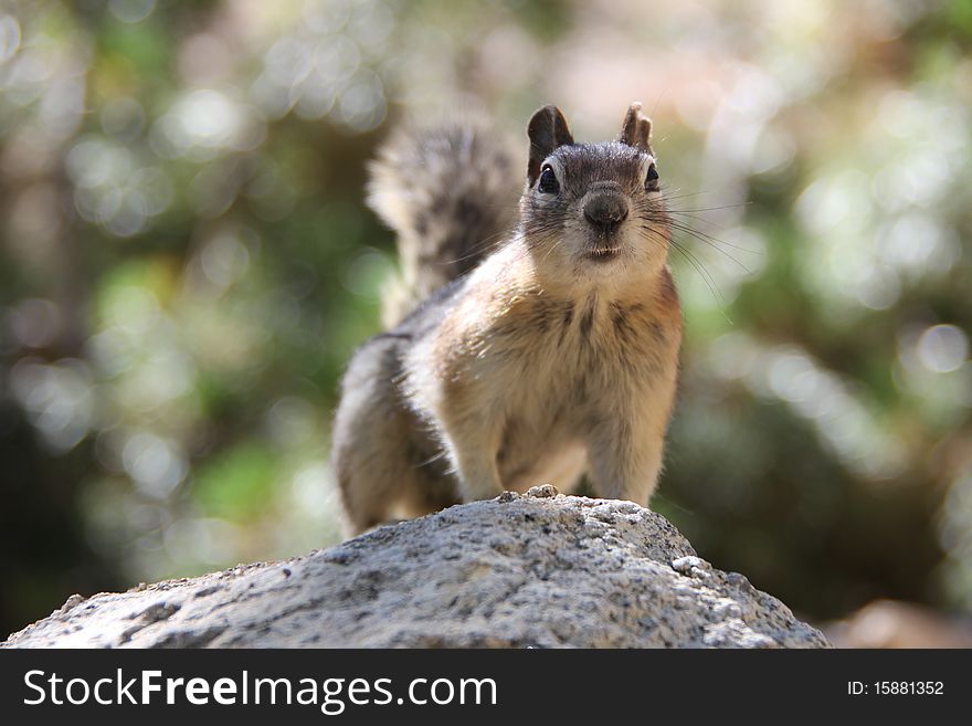 An Inquiring Ground Squirrel