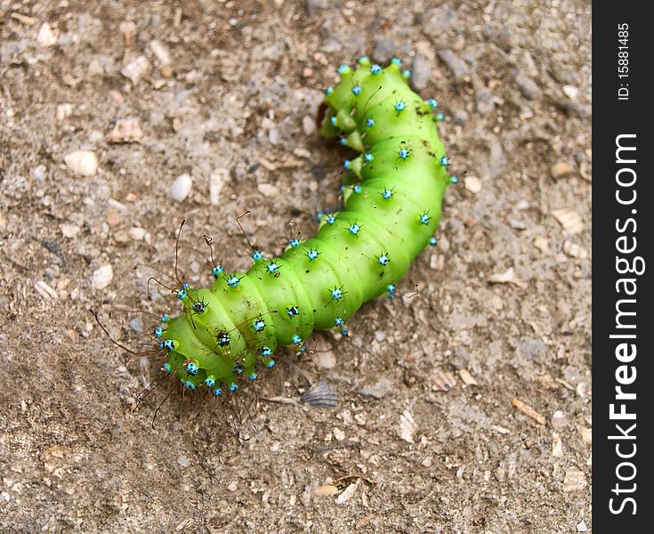 Green caterpillar on shelly background. Green caterpillar on shelly background