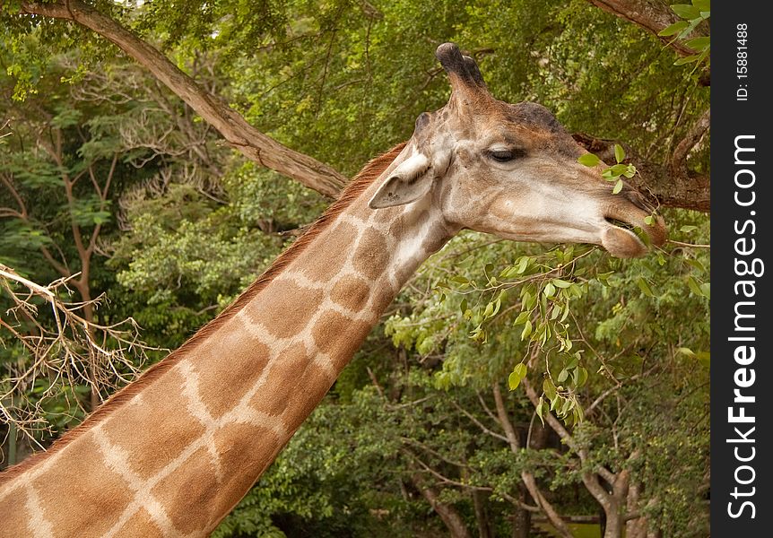 Giraffe bite a tree branch