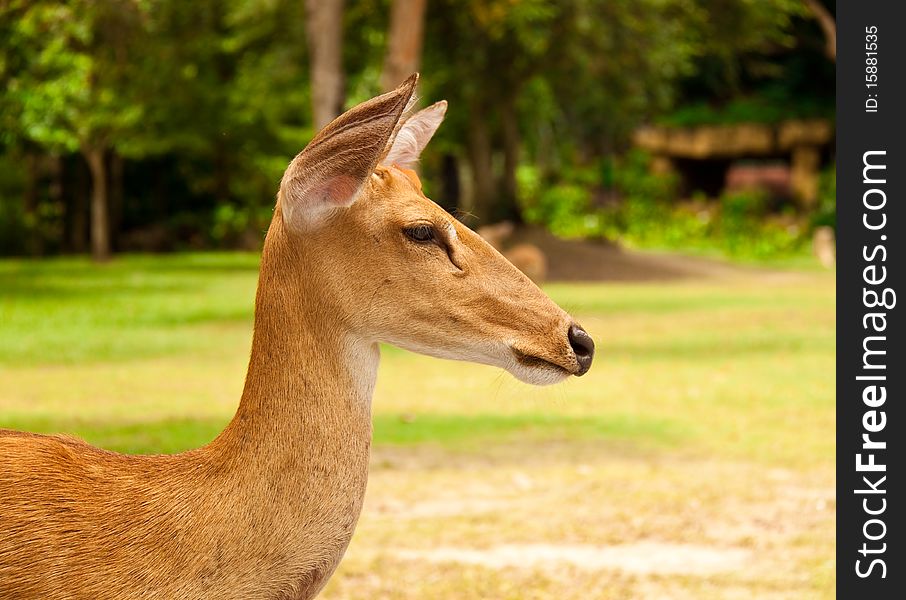 Head profile of a deer