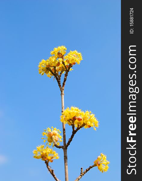 Branch of a blossoming tree against the sky. Branch of a blossoming tree against the sky