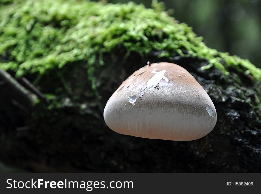 Mushroom hanging on a branch of a tree. Mushroom hanging on a branch of a tree