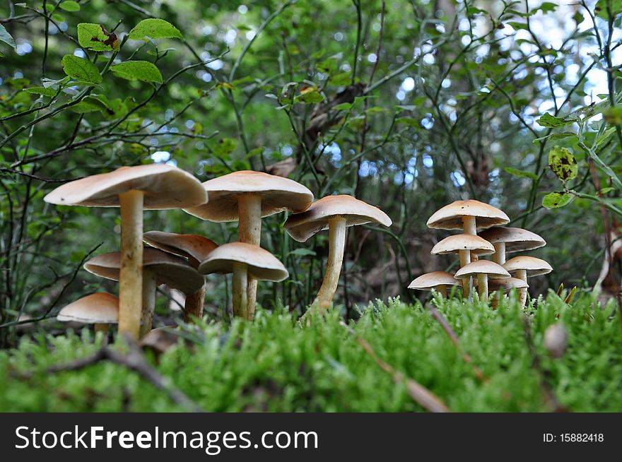 Group of mushrooms on a greeny bed of soil