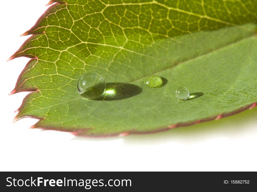 Fresh water droplets on a green leaf with red edges. Fresh water droplets on a green leaf with red edges