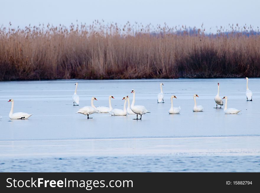 Swans on Ice in Winter