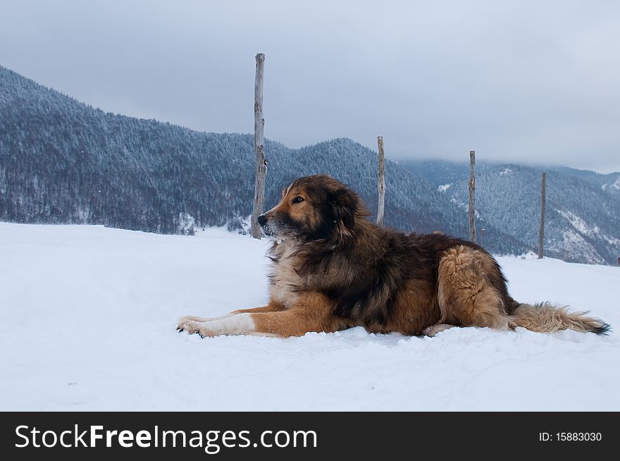 Sheepdog, Shepherd Dog In Winter