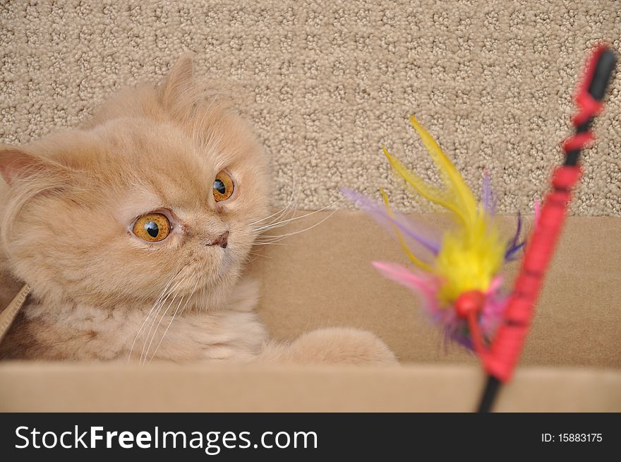 Close up orange persian cat with toy. Close up orange persian cat with toy