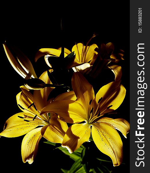 Yellow lily on black background