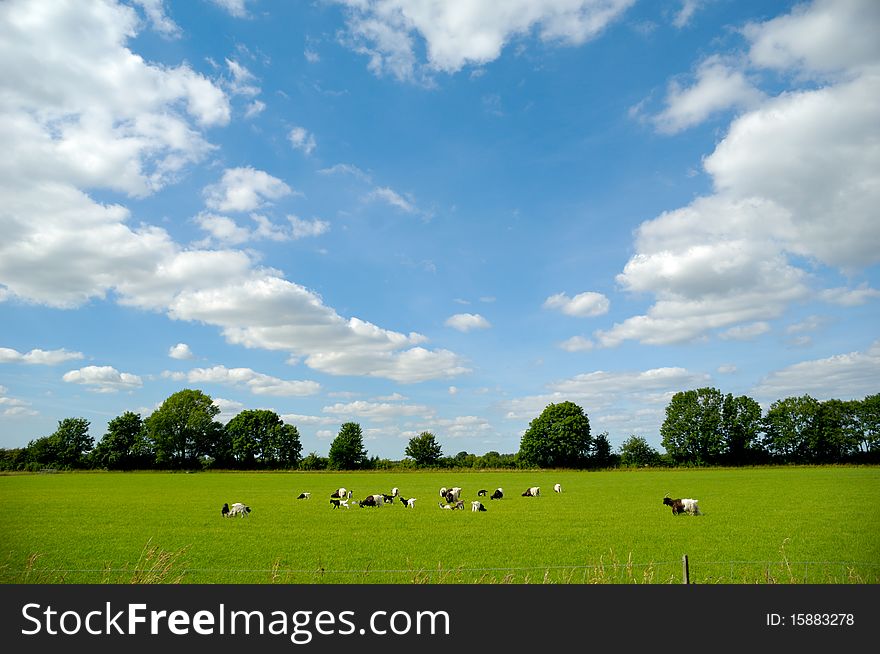 A green field with many goats. The sky is blue with clouds. A green field with many goats. The sky is blue with clouds