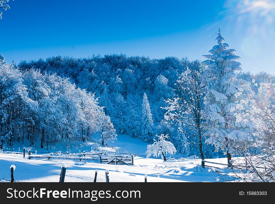 Fir Covered With Snow Against Light, in Winter Landscape