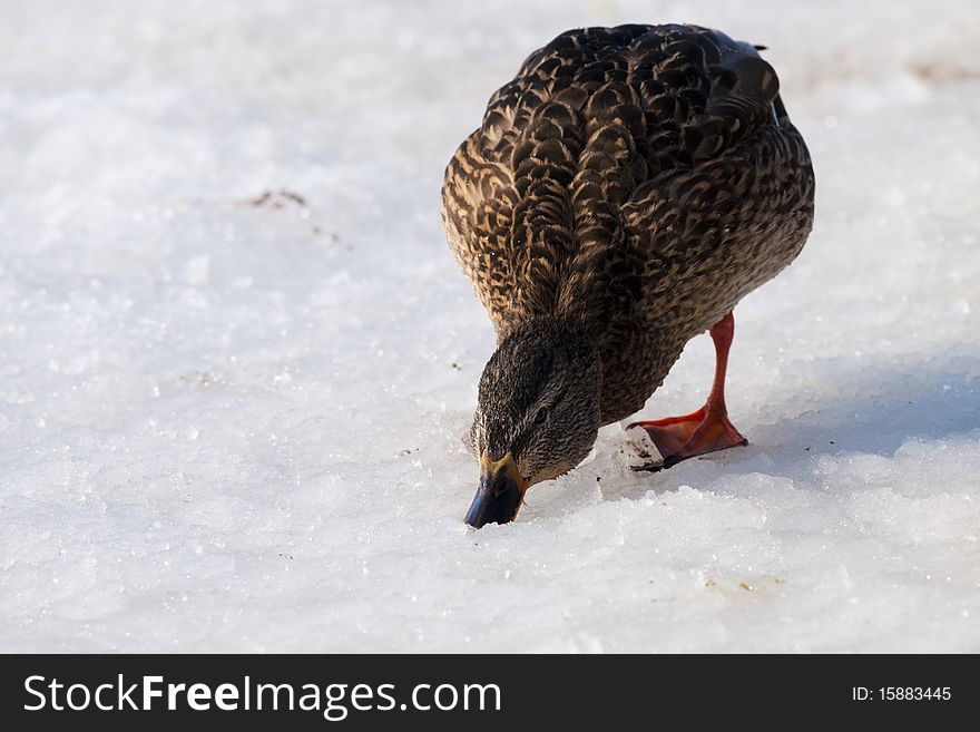 Mallard Duck Female