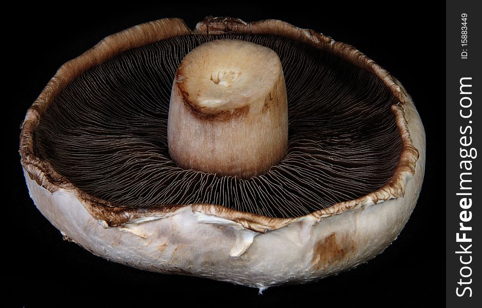 The underside of a mushroom show the gills on a black background.