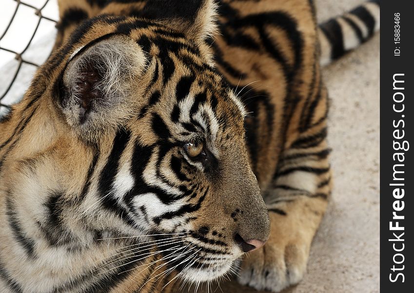 Close up of an adult tigress head