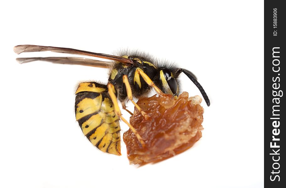 A wasp - Vespula species - eating a piece of fruit - white background. A wasp - Vespula species - eating a piece of fruit - white background