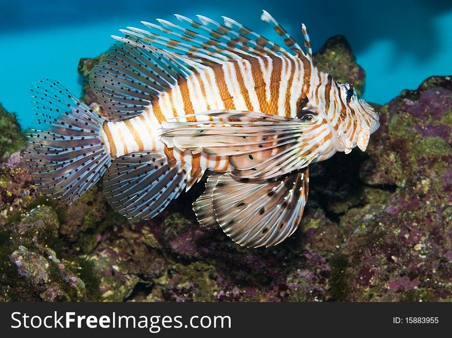 Red Volitan Lionfish in Aquarium