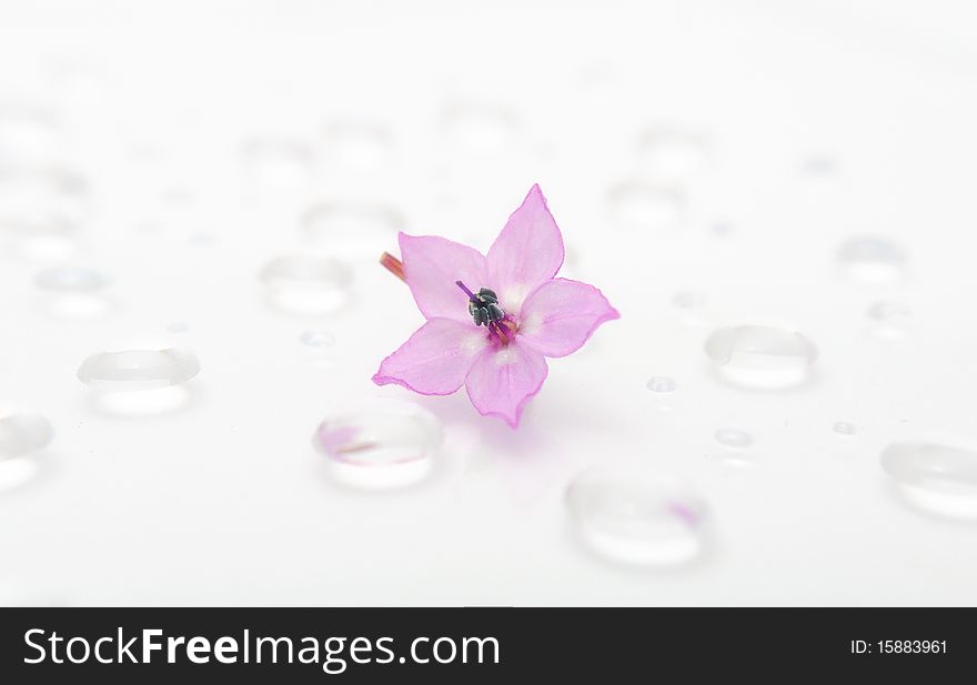 A delicate pink flower on water drops. A delicate pink flower on water drops