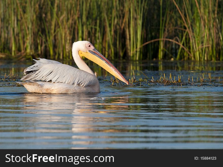 Great White Pelican on water in Danube Delta