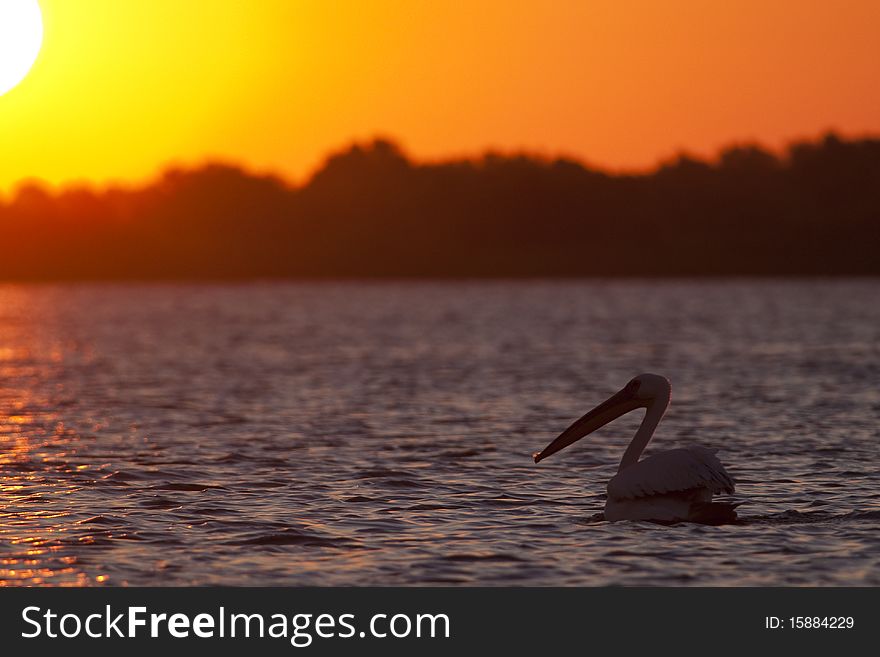 White Pelicans on water