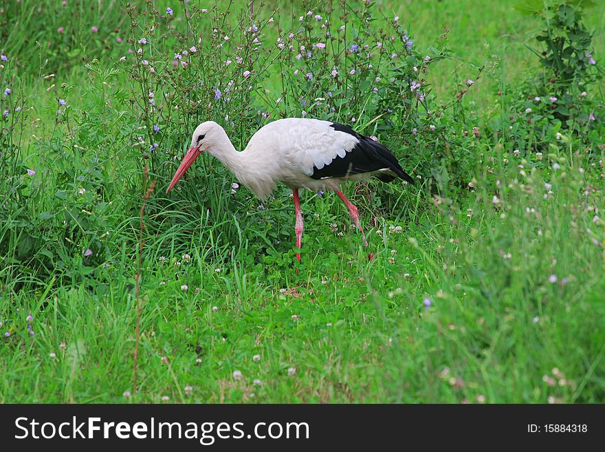 White stork in green grass on summer day.