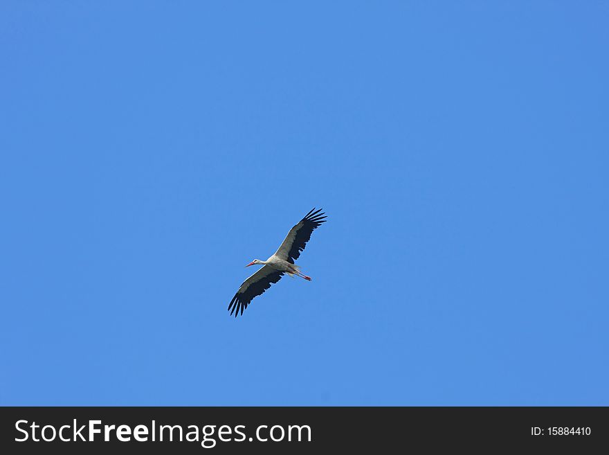 White stork flying on the background of blue sky. White stork flying on the background of blue sky