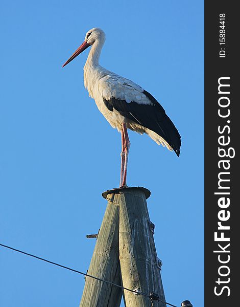 White stork on electric pole on the background of blue sky. White stork on electric pole on the background of blue sky.