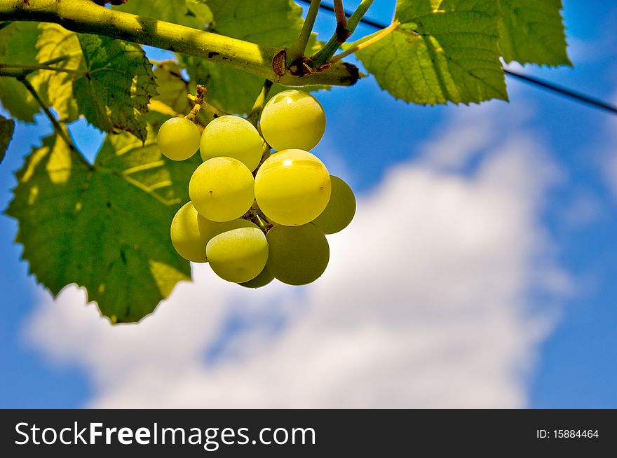 White grape fruit with blue sky on background