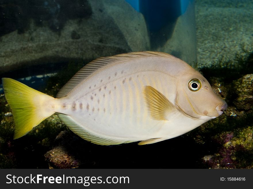 Razor Surgeonfish in Saltwater Aquarium