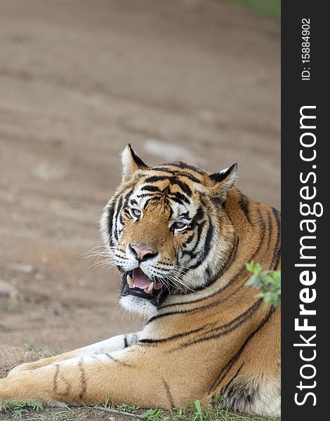 A Siberian tiger on the ground