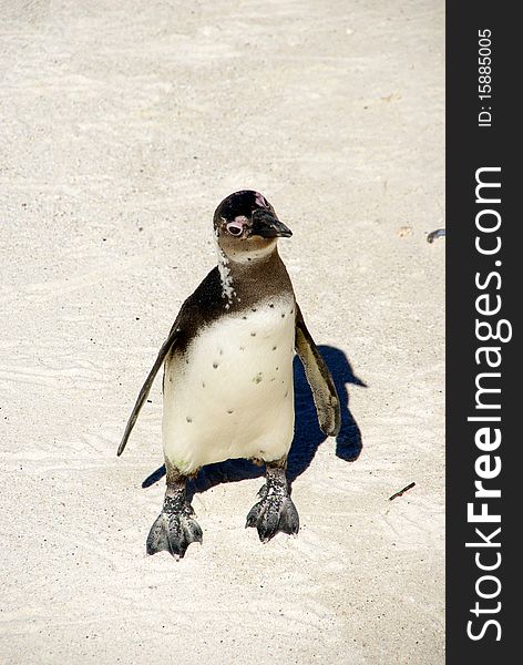 Penguin at the beach, South Africa