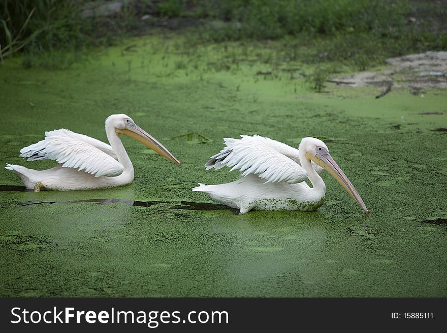 Two pelicans are floating on the water. Two pelicans are floating on the water