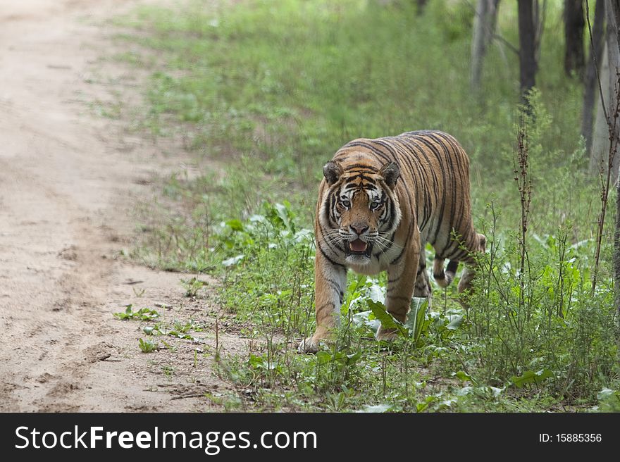 A Siberian tiger is coming out from jungle