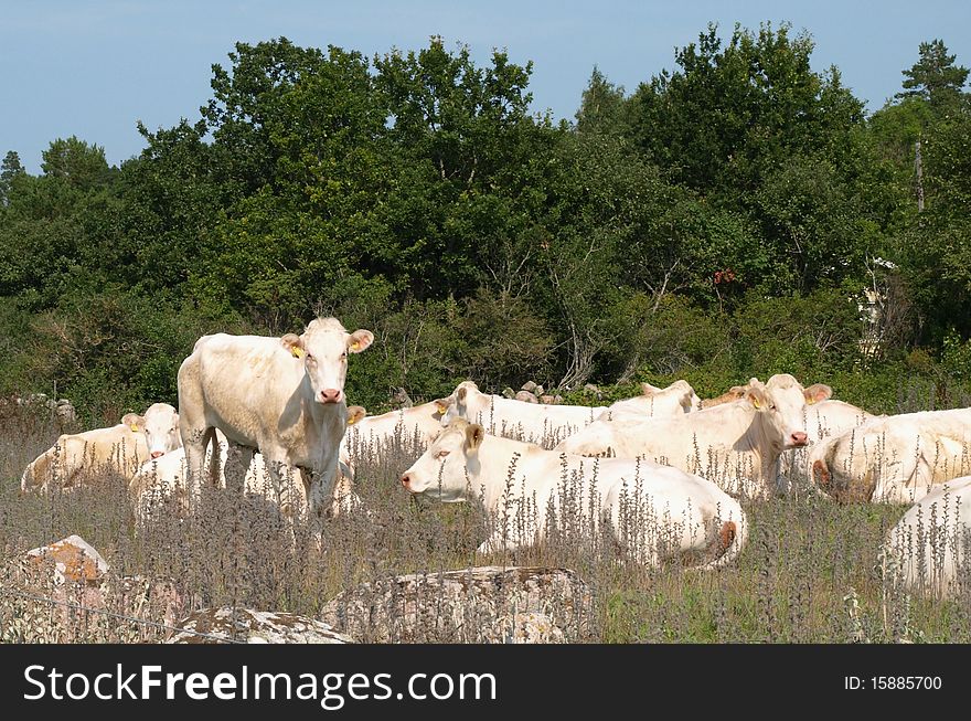 Cattle of white cows in Sweeden