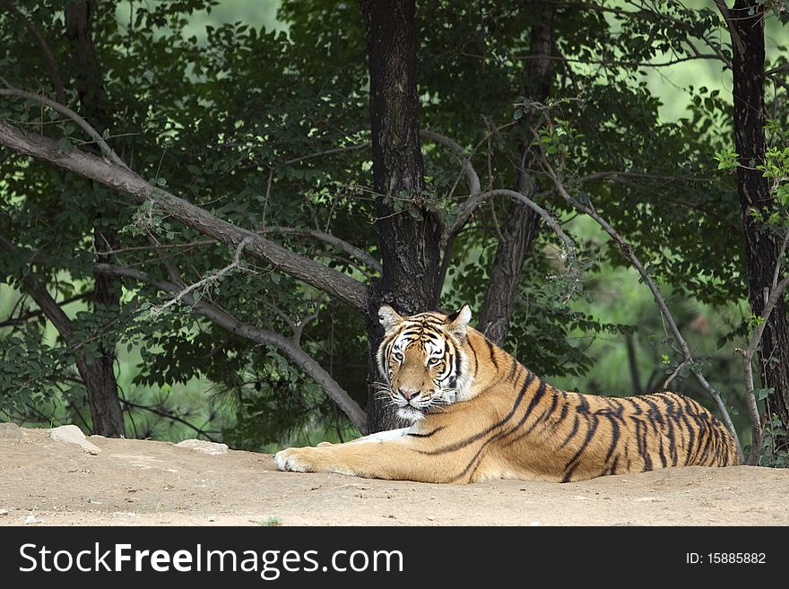 A Siberian tiger beside the forest