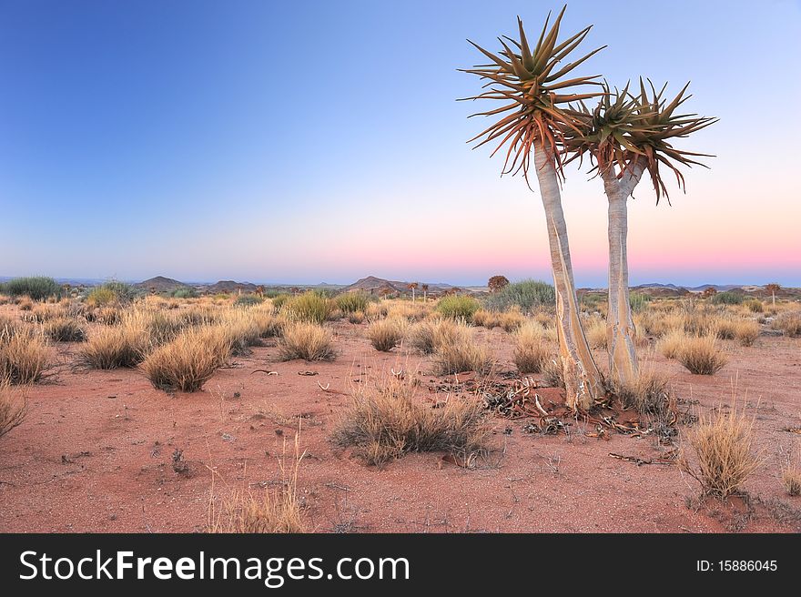 Two trees standing alone in the Namibia desert. Two trees standing alone in the Namibia desert.