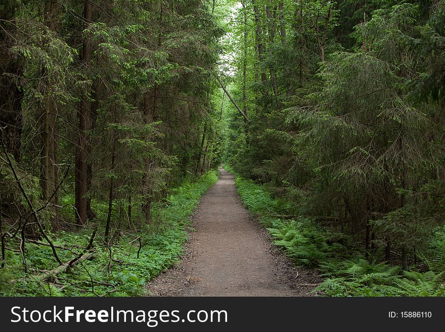 Small path in the green forest. Small path in the green forest