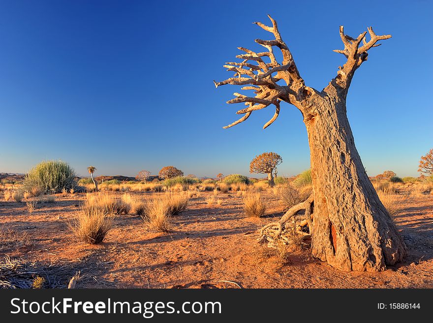 A qiuver tree in namibia, africa. Surrounded with grass bushes and a trail of animal footprints. A qiuver tree in namibia, africa. Surrounded with grass bushes and a trail of animal footprints.