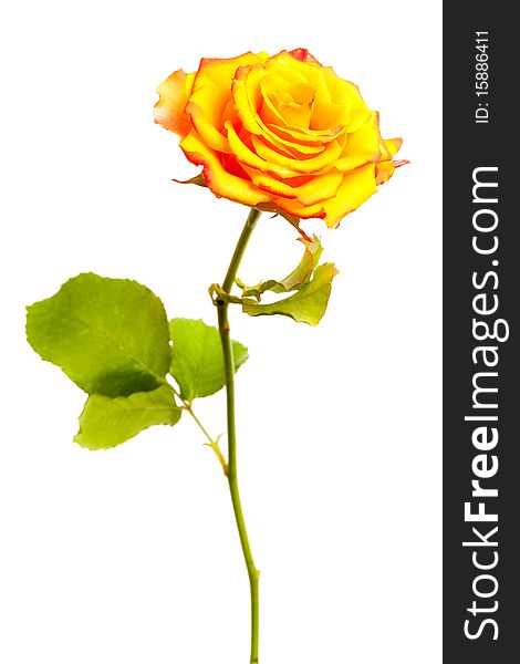 Yellow Rose Isolated