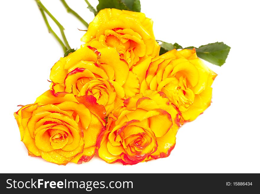 Yellow roses isolated on white background