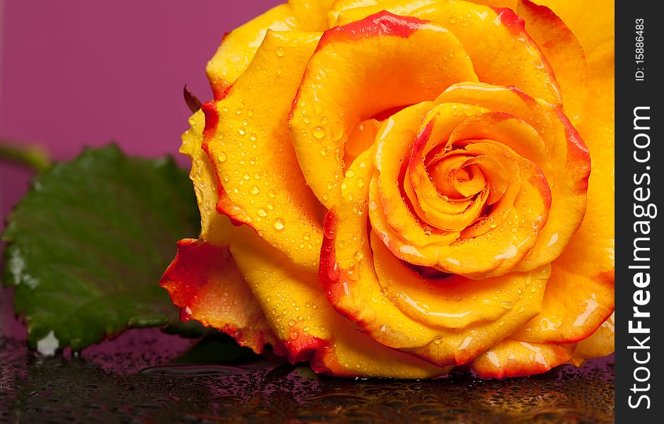 Yellow rose on pink background