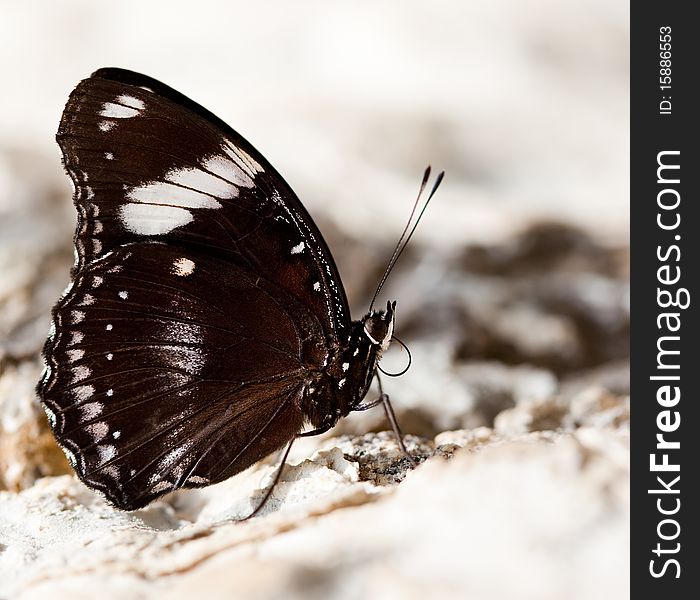 Beautiful brown butterfly on stone