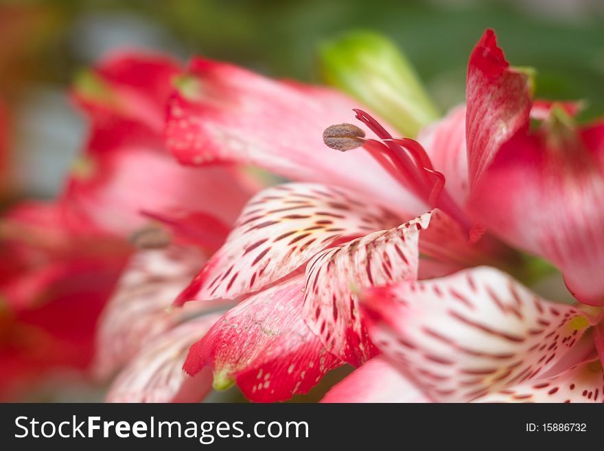 Alstroemeria Closeup