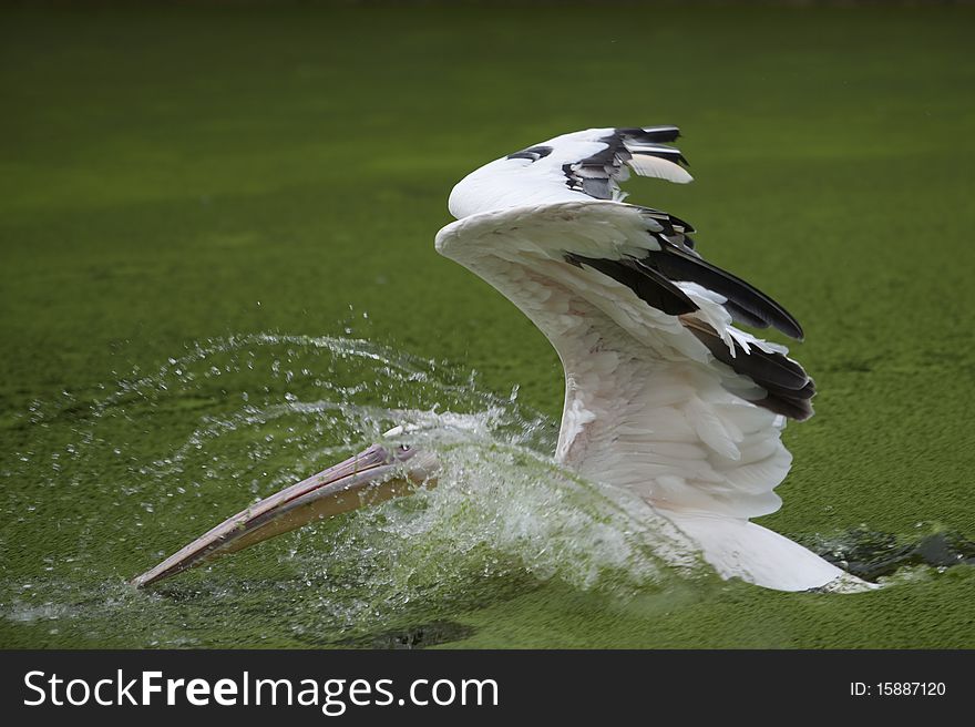 A pelicans is diving into the water. A pelicans is diving into the water