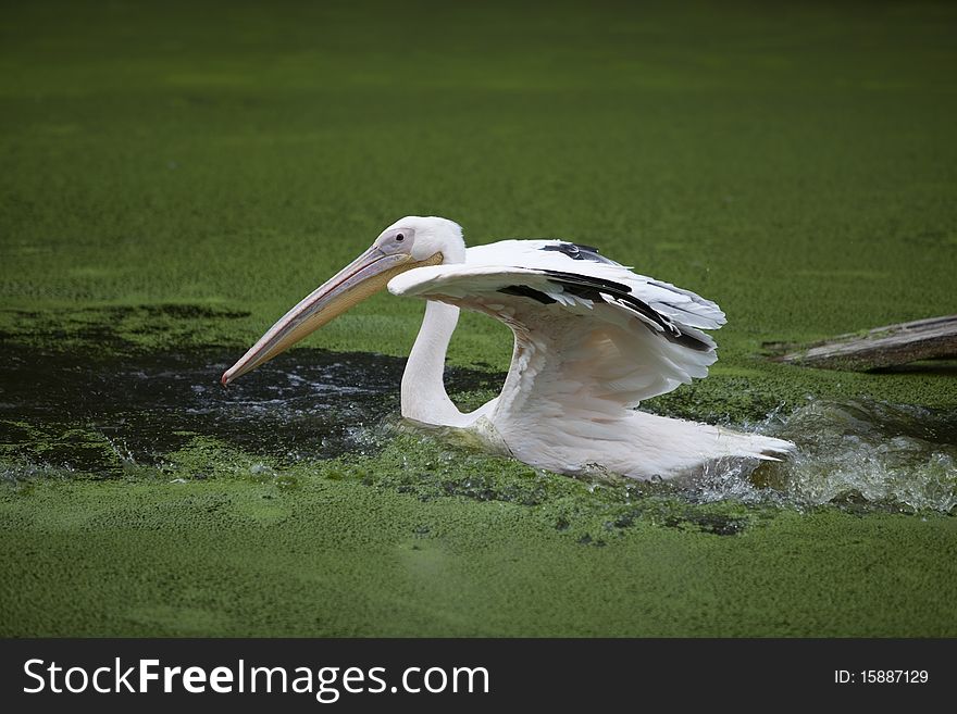 A pelicans is spreading the wings in water. A pelicans is spreading the wings in water