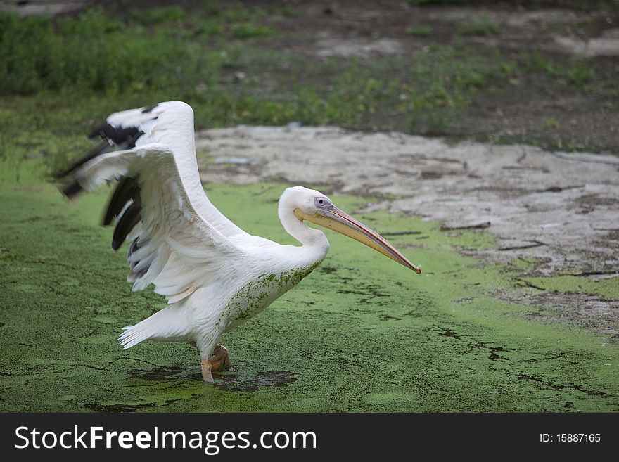 Pelican spreading wings