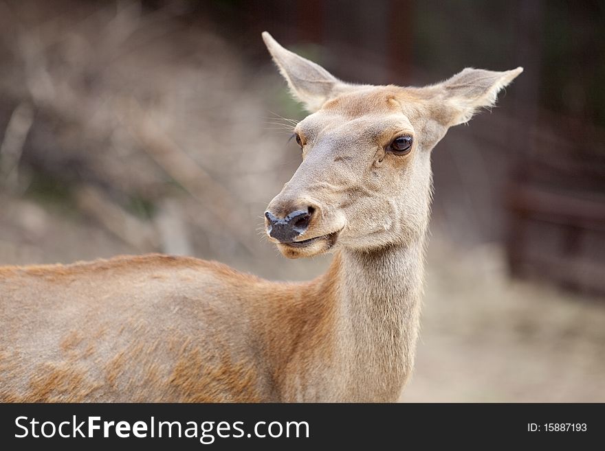 The front view of a red deer