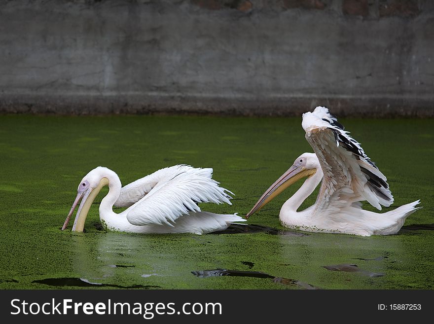 Two white pelicans floating on the green water