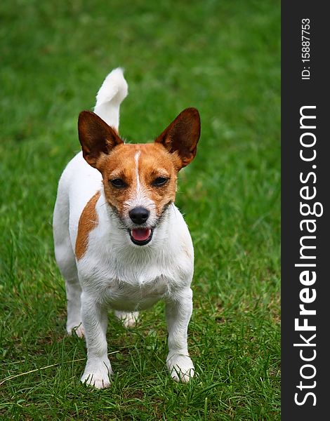 A currish jack russel terrier dog with ears up. A currish jack russel terrier dog with ears up