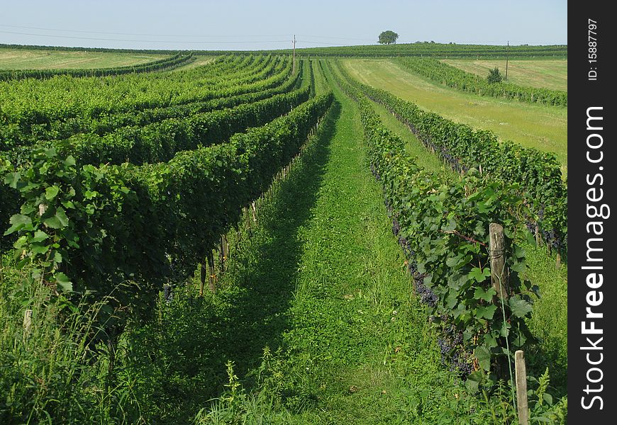 Vineyard - traditional agriculture on south Europe