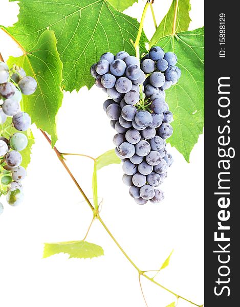 Cluster fresh grape  with leaves, isolated